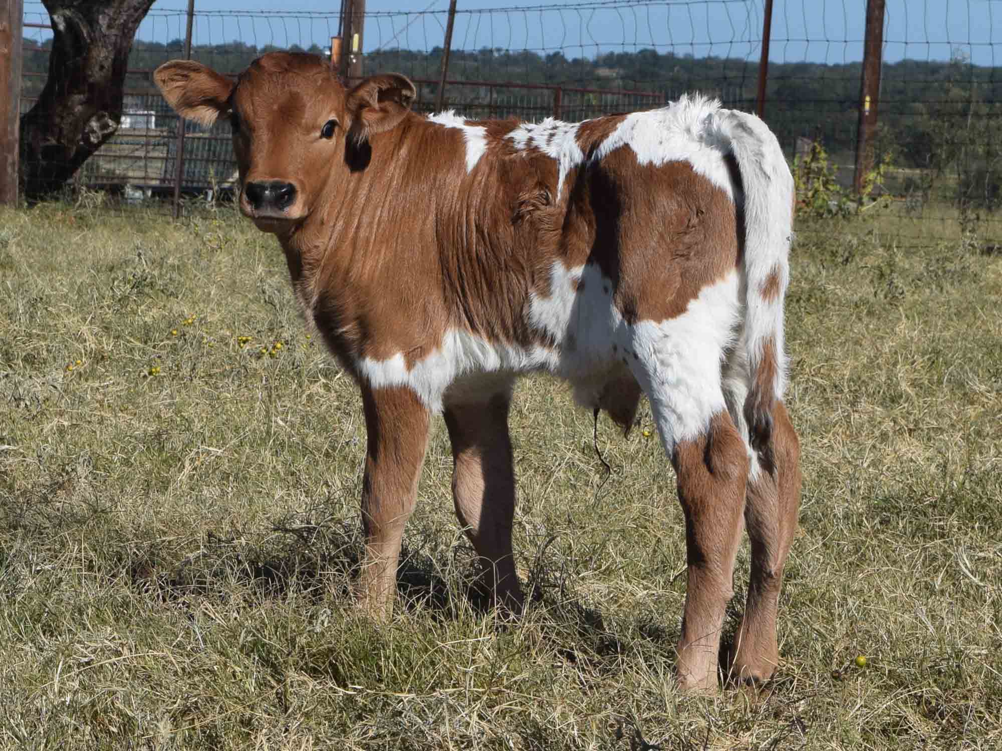 the-rehomesteaders-bull-calf